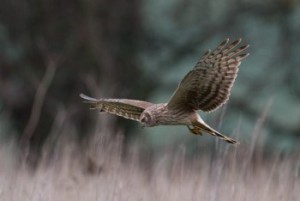 Phot 1 (c) Shay Connolly Female Hen Harrier foraging