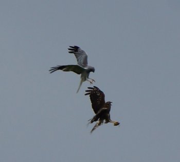 Photo 2 (c) Marc Ruddock Male & Female Hen Harrier food passing