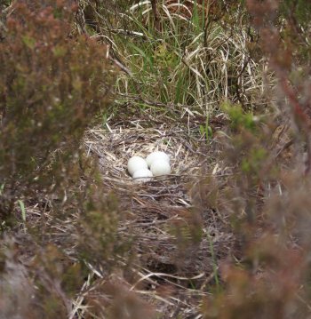 Photo 3 (c) Marc Ruddock Hen Harrier nest in heather moorland with four eggs