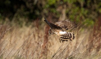 Photo 4 (c) Shay Connolly Female Hen Harrier foraging