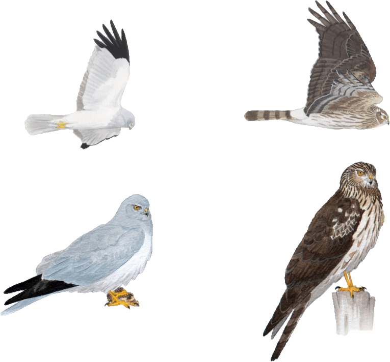 Northern Harrier Male Vs Female Northern Harrier Male Vs Female